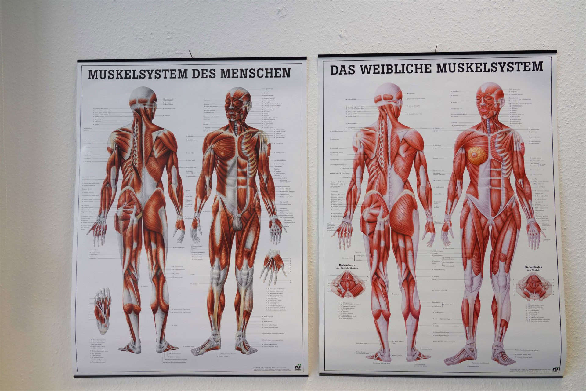 Muskelsystem-Diagramm von Mensch und Frau an der Wand.