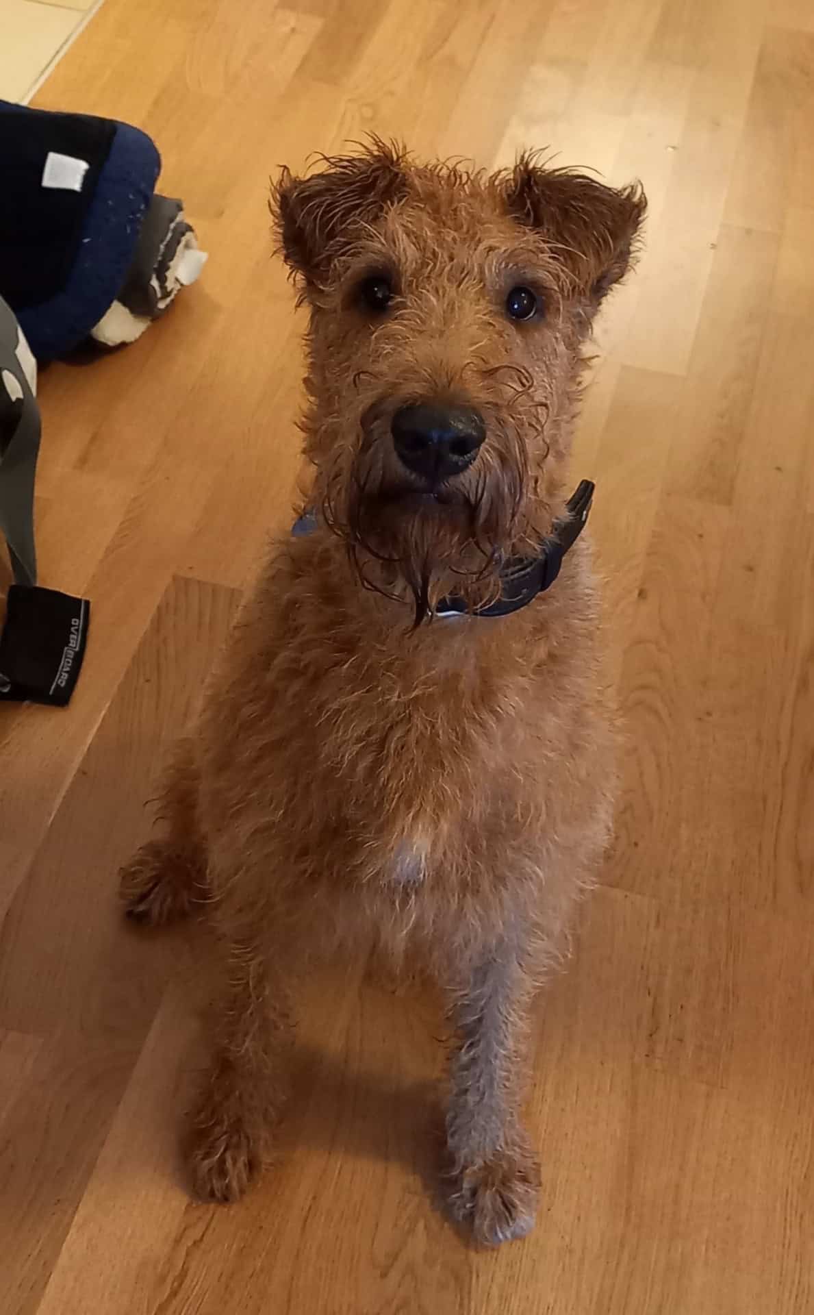Brauner Hund sitzt auf Holzfußboden, schaut aufmerksam.